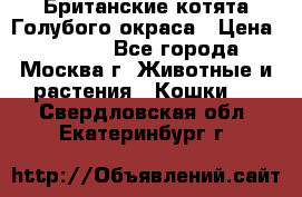 Британские котята Голубого окраса › Цена ­ 8 000 - Все города, Москва г. Животные и растения » Кошки   . Свердловская обл.,Екатеринбург г.